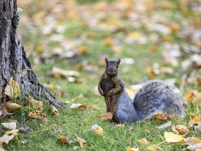 This squirrel knows what's up. It's autumn.