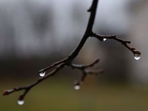 Water droplets hang from a bare tree branch.