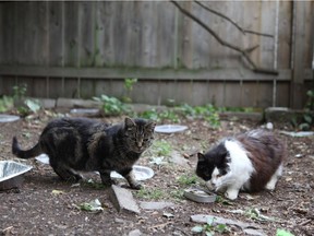 A documentary featuring the ongoing cat crisis in Cornwall will have its premiere on TVO next week.