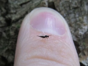 Eulophid wasp is to be released in a wooded area in Pembroke next spring for biological control of emerald ash borer.