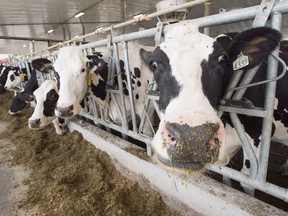 Dairy, poultry and egg farmers will receive support as the Canadian government pumps an additional $691 million into the agriculture sector.