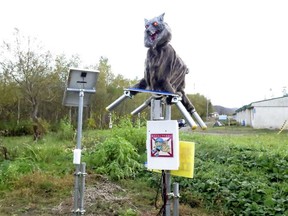 A robot called Monster Wolf, equipped with sensors that can detect bears or vermin, is installed in an effort to scare away bears that have become an increasingly dangerous nuisance in the countryside, in Takikawa on Japan's northernmost main island of Hokkaido, in this photo taken by Kyodo October 21, 2020. PHOTO BY KYODO via REUTERS.
