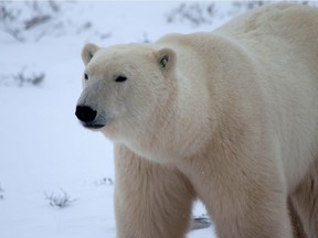 A young male polar bear waits for the sea ice to return in the Churchill Wildlife Management Area, Manitoba, Canada, October 27, 2020. Picture taken October 27, 2020.