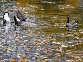 With the warm weather for the next few days, the geese might not want to fly south, just yet.