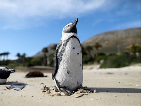 Decoy concrete African penguins, used to encourage the development of breeding colonies, are shown at Seaforth Beach, near Cape Town, South Africa, November 3, 2020.