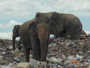 Wild elephants are seen at a garbage landfill near the eastern town of Ampara in Sri Lanka, October 4, 2020. Picture taken October 4, 2020.