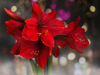 Amaryllis is a holiday floral favourite.