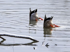 Ducks and other waterfowl will be ramping up their activities as spring is in the air.