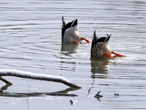 Two ducks forage for food in a creek at the Dominion Arboretum on Wednesday, Dec. 2, 2020.