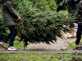 Files: Christmas tree lot