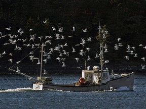 Files: A lobster boat is escorted by a flock of gulls as it heads to port. A paper published today describes how scientists drilled down through 5,800 years of lake sediments -- mostly the droppings of thousands of seabirds that have nested there for millennia -- on an island off Canada's East Coast to estimate bird populations over the centuries.