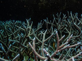 FILE PHOTO: Branching staghorn coral grows on the Great Barrier Reef off the coast of Cairns, Australia October 25, 2019.