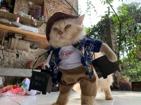 A cat wears a cosplay costume in Bogor, on the outskirts of Jakarta, Indonesia, November 26, 2020. Picture taken November 26, 2020.
