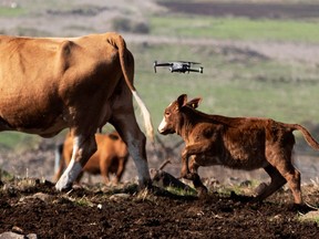 Cows gather as a drone flies above them, herding and observing them, as part of a method developed by Israeli firm BeeFree Agro, at a ranch near Katzrin in the Israeli-occupied Golan Heights November 29, 2020.