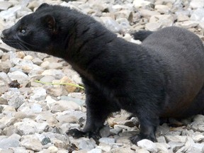 A mink from an Ontario farm is shown in this file photo.