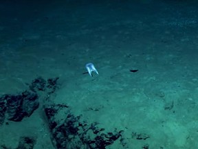 Meet Duobrachium sparksae – a strange, gelatinous species of ctenophore, encountered during a dive off the coast of Puerto Rico.