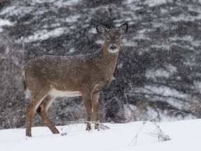 A deer walks through the snow near Gatineau Park. Everyone has their special place, indoors or out.