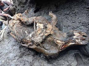 A carcass of a juvenile woolly rhinoceros, found in permafrost in August 2020 on the banks of the Tirekhtyakh river in the region of Yakutia in eastern Siberia, Russia, is seen in this undated handout photo.