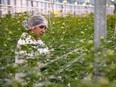 A Canopy Growth facility in Aldergrove, B.C.