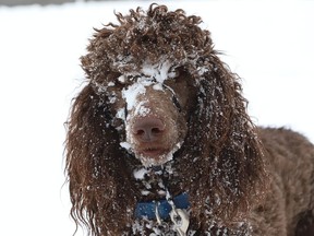 Grizzly-Lee's face is covered in snow.