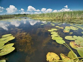 Preserving biodiversity can help us meet our climate change goals. (Pictured here: The Flight Club Marsh and Hahn's Woods in Norfolk County, purchased by the Nature Conservancy of Canada for protection and conservation.)