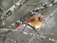 A closeup of a female cardinal, one of the many birds around the Britannia Conservation Area and Mud Lake this week. The area has experienced a large increase in visitors since the pandemic began.