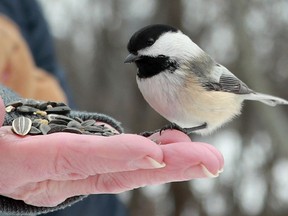 Debora Markman marvels at the numerous chickadees and other birds while walking along the Britannia Conservation trails Tuesday.