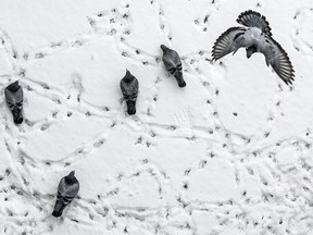 Pigeons leave prints as they walk on a snow covered balcony.