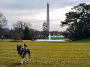 Major, one of the family dogs of U.S. President Joe Biden and First Lady Jill Biden, explores the South Lawn after on his arrival from Delaware at the White House in Washington, U.S. January 24, 2021.