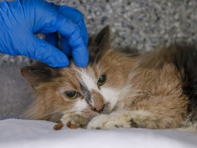 Gerda, a two-year-old cat, lost her tail and a rear leg after being found nearly frozen. But she's on the mend.