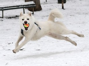 A very good dog plays with a ball in the snow.