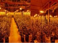 FILE: Provincial police seized more than 5,000 cannabis plants in South Glengarry Township.
