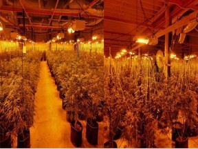 OPP officer seized more than 5000 cannabis plants in South Glengarry Township.