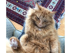 Sunny, a long-haired ginger tabby, was taken from his doorstep on Feb. 9. Police located him and he has been returned to his family.