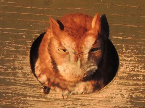 This is a file photo example of a red eastern screech owl, but is not the bird involved in the situation at Shirley's Bay.