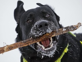 A very good dog does the very important of carrying a very big stick.