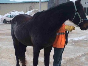 OPP is looking for the owner of this horse found on the highway near Perth.