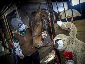 Venturing Hills Farm in Luskville is battling an outbreak of a neurological form of EHV-1. Rae Becke, barn manager and part owner of the family farm, with her horse Liberty and Liberty's stuffed animals that she loves and make her happy when she's sick inside her stall.