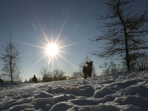 It was a cold-weather walk for this dog in Grasshopper Hill in the Alta Vista neighbourhood on Thursday.
