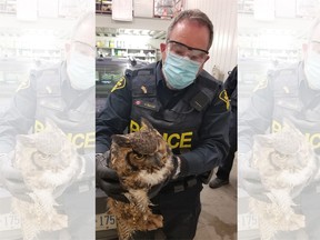 OPP Const. Rob Sinclair found this injured owl while patrolling Hwy 401 Wednesday