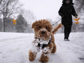 A man walks his dog in the snow.