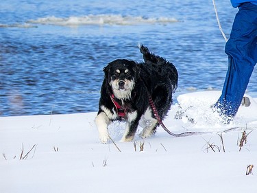 January 2, 2021 -- A man and dog walked along the edge of the Ottawa River Saturday Jan. 2, 2021.