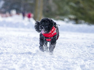 January 2, 2021 -- With the blanket of snow Ottawa received over night big smiles could be noticed as people and dogs were out enjoying the newly groomed SJAM trail along the river.