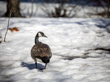 A true sign of spring when the Canadian Geese come back to town. Geese were getting comfortable at Bate Island on Sunday, March 21, 2021.