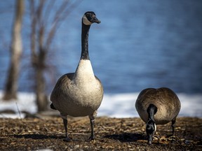 Files:  A true sign of spring when the Canadian Geese come back to town. Geese were getting comfortable at Bate Island on the first weekend of spring, Sunday, March 21, 2021.