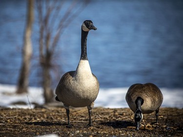 A true sign of spring when the Canadian Geese come back to town. Geese were getting comfortable at Bate Island on Sunday.