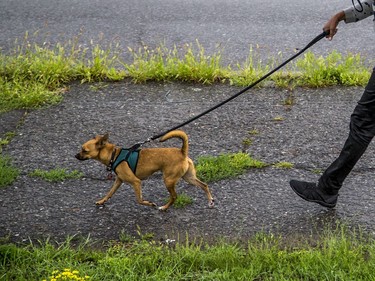 A woman shelters herself under an umbrella as she walks a dog, Tuesday, August 4, 2020.