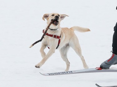 A woman cross country skiing with her dog in Riverain Park on Thursday, Jan. 14, 2021