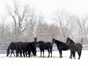 OTTAWA -- Horses feed at the Royal Canadian Mounted Police Musical Ride stables after a fresh snowfall on Wednesday, Mar. 3, 2021