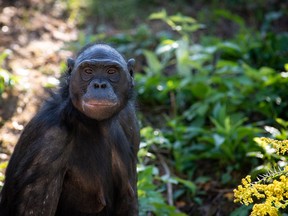 The 29-year-old bonobo Unga had been receiving special treatment after she suffered a stroke in 2015. However, she passed away on March 5, 2021, allegedly because of a stroke.